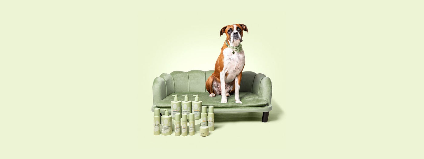 Dog sitting in a stylish sofa next to pet products.